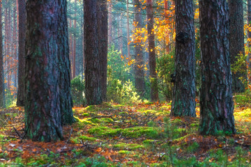 Beautiful autumn wild forest. Colorful trees in sunshine. Picturesque fall scene. Autumn nature landscape