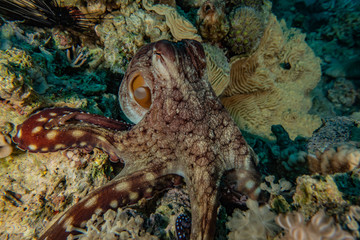 Octopus king of camouflage in the Red Sea, eilat israel 