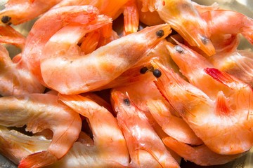 shrimp on the window