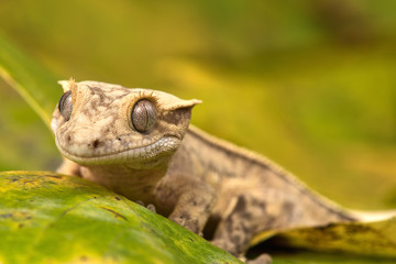 Rhacodactylus ciliatus lizzard from New Caledonia
