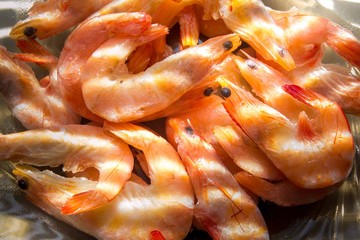 shrimp on the window