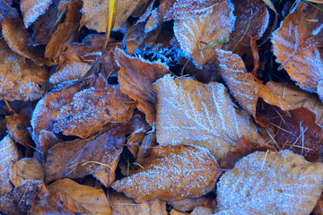 autumn leafage in hoarfrost