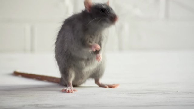 Gray little rat sits and afraid on a white floor with a brick wall, sniffs the air, stands on its hind legs, washes his face and runs to the left