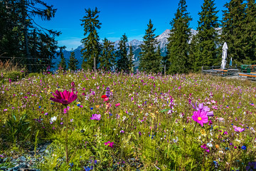 Beautiful alpine flowers at Leogang, Salzburg, Austria