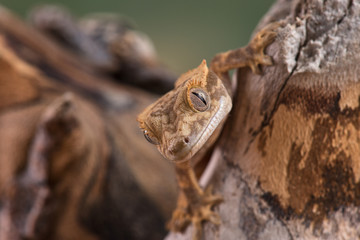 Rhacodactylus ciliatus lizzard from New Caledonia