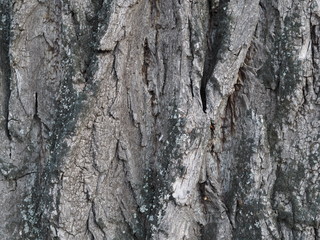 bark and textured background of an ancient tree