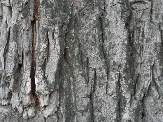 bark and textured background of an ancient tree