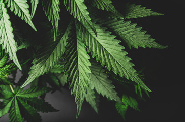 large leaves of indica marijuana commercial cannabis cultivar