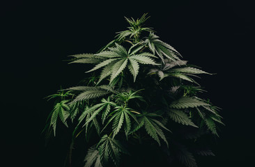 medical marijuana leaf, cannabis bush plant