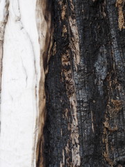 bark and textured background of an ancient tree