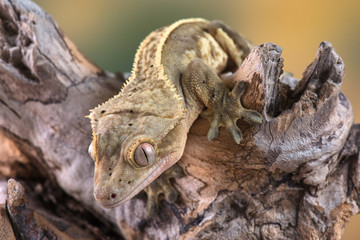 Rhacodactylus ciliatus lizzard from New Caledonia
