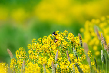 Cute bird. Green, yellow nature background.