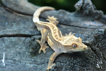 Rhacodactylus ciliatus lizzard from New Caledonia