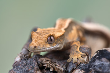 Rhacodactylus ciliatus lizzard from New Caledonia