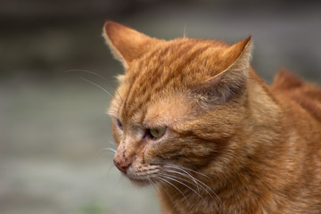 closeup portrait of a cat