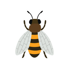 Bee top view. Vector illustration isolated on white background.