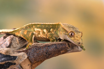 Rhacodactylus ciliatus lizzard from New Caledonia