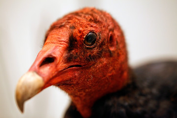 urubu à tête rouge