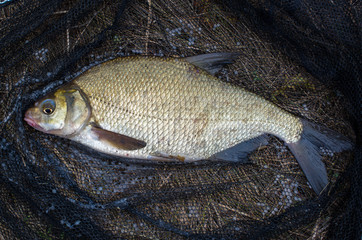 caught bream in a landing net, closeup