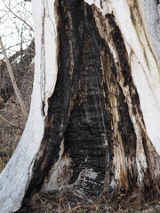 bark and textured background of an ancient tree