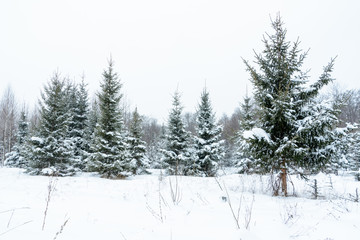 Naklejka premium Christmas background with snowy fir trees. Snow covered trees in the winter forest. Winter landscape.