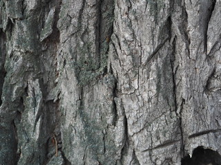 bark and textured background of an ancient tree