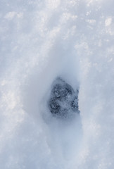 Single Fox Track in Snow