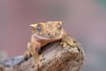 Rhacodactylus ciliatus lizzard from New Caledonia