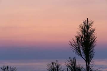 sunset with tree