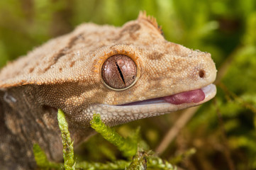 Rhacodactylus ciliatus lizzard from New Caledonia