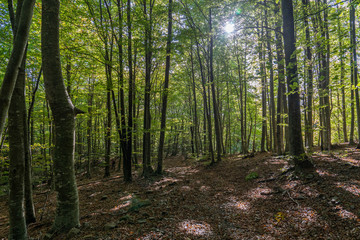 Obraz premium Natural park of Montseny in autumn, Barcelona.