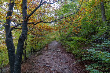 Natural park of Montseny in autumn with a dog in the path.
