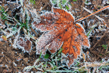 alone maple leaf in hoarfrost