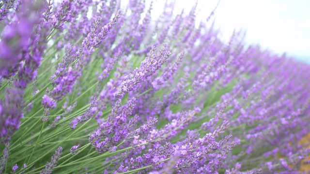 Closeup view of lavender flowers in lavender field in Provence, France. Video with selective focus (shallow depth of field)