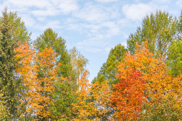  autumn colors of the forest and sky