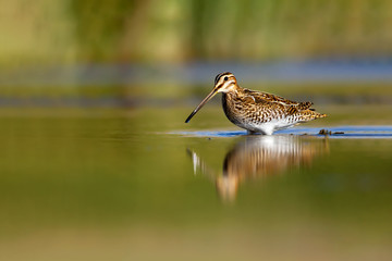 Nature and bird. Green yellow nature background. Bird: Common Snipe. Gallinago gallinago.