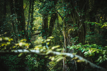 Magical green forest. Wilderness. Green forest in spring