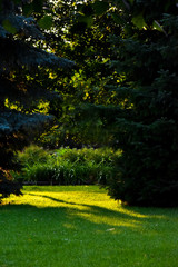 Obraz premium trees in the park