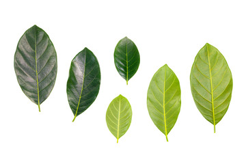 Jackfruit Leaves Collection Isolated