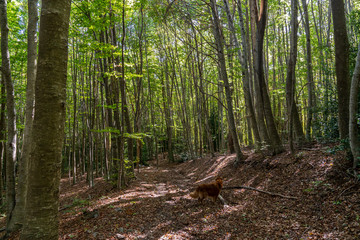 atural park of Montseny in autumn with a dog in the path.