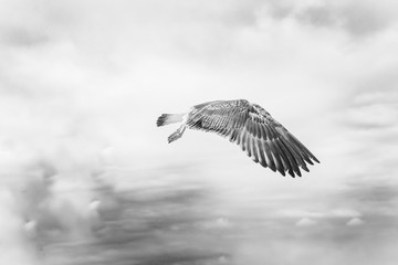 Gaviota en Lisboa