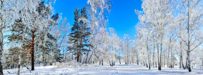 Foto op Plexiglas Bevroren berken- en pijnbomen met sneeuw en rijp bedekt op zonnige winterdag met blauwe heldere hemel - prachtig panoramisch breedbeeldlandschap met zonneschijn. Skiwandeling in winterwonderland. Besneeuwd bos © rvo233