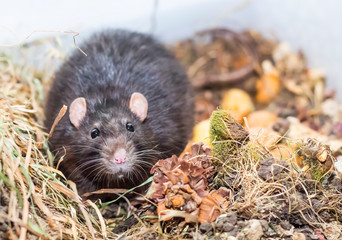 a grey house rat in an enclosure looks directly at the camera