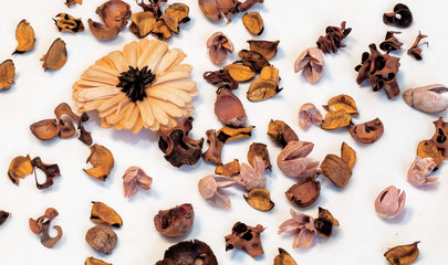 Composition of dried flowers, leaves and tree bark, on a white background. Flower perfume, aromatherapy.