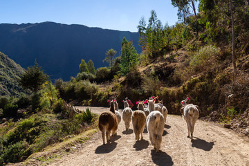 Trekking with llamas on the route from Lares in the Andes.