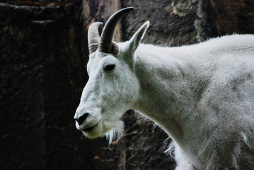 2012-06-17 A YOUNG MALE MOUNTAIN GOAT
