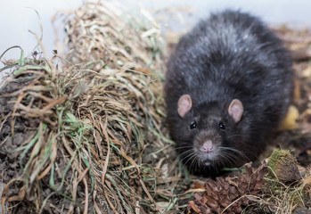 the gray rat sits among his supplies in the dry grass