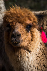 Llamas on the trekking route from Lares in the Andes.