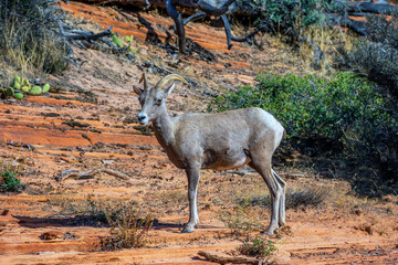 Desert bighorn sheep