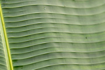 Obraz na płótnie Canvas Selective focus on tropical green leaves close up